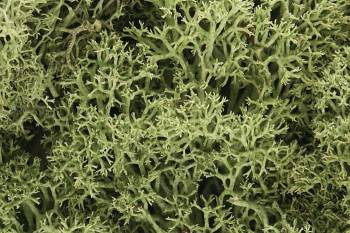 WOODLAND SCENICS Lichen - Spring Green (1.5qt)