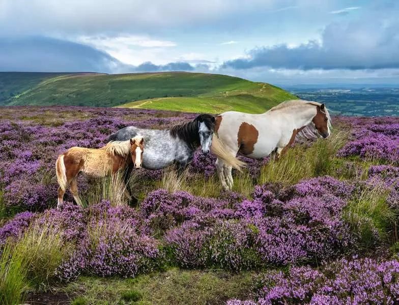 RAVENSBURGER 2000PC - WILD HORSES IN THE HEATHER