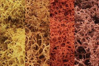 WOODLAND SCENICS Lichen - Autumn Mix (1.5qt)