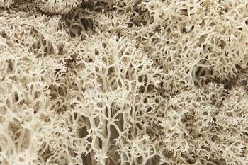 WOODLAND SCENICS Lichen - Natural (1.5qt)